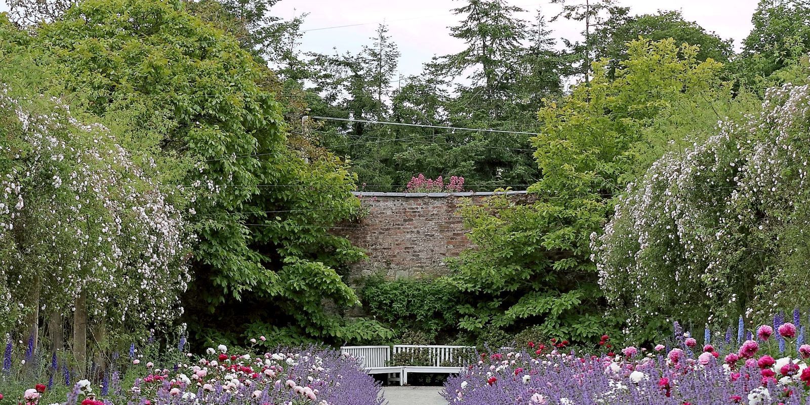 The Peony Walk - Mount Congreve Gardens 1600