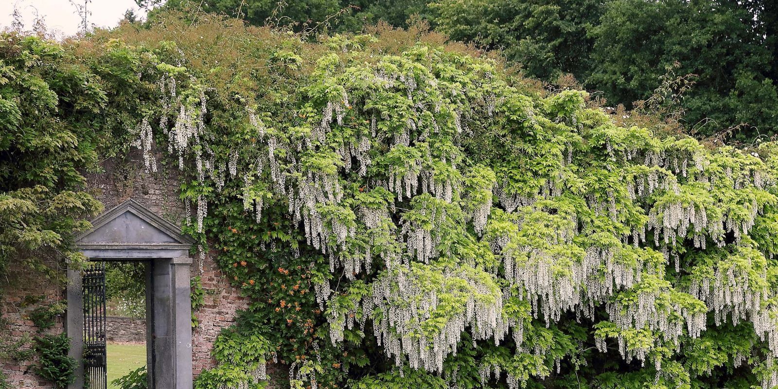 Wisteria - The Walled Garden (1) 1600